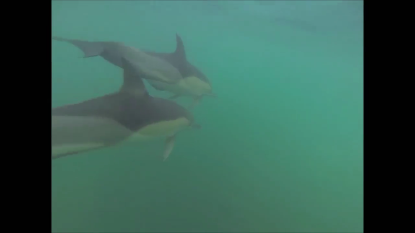 צפו: להקת דולפינים מיוחדת הנמצאת בסכנת הכחדה נצפתה מול חופי אשדוד