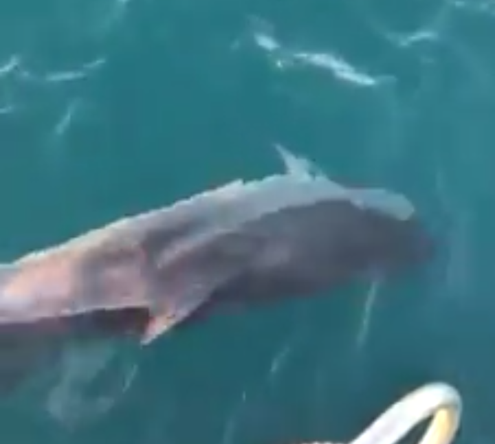 צפו בוידאו: להקת דולפינים הגיעה לבקר בחוף הקשתות באשדוד