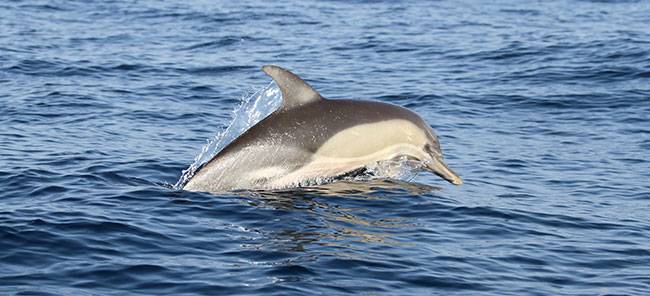 שוחים באשדוד למען הדולפינים