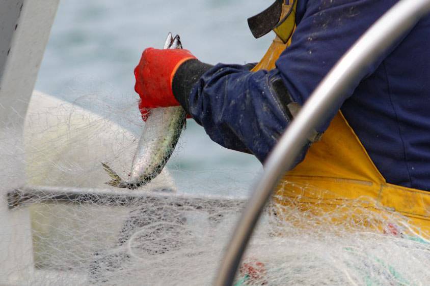 המשטרה נגד הדייגים: תפסה 8 דייגים שדגו בנמל אשדוד