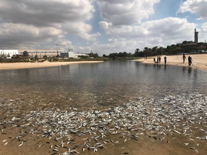 זיהום חמור בנחל לכיש – אלפי דגים מתו