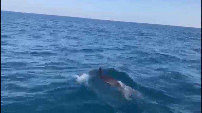 דולפינים מול חופי אשדוד - צפו