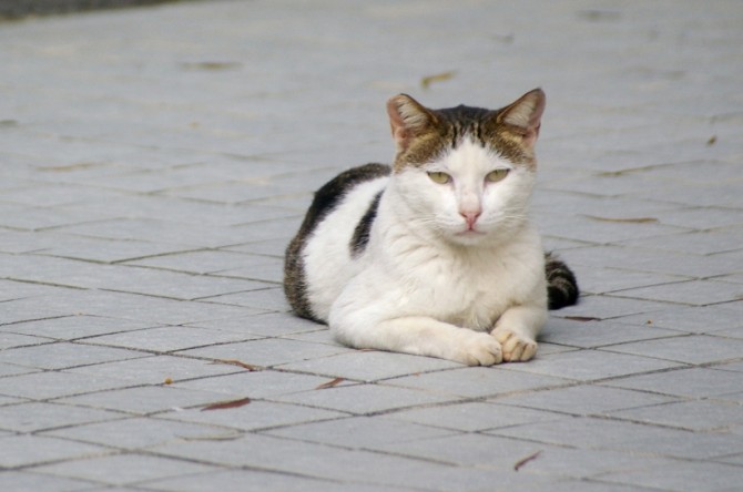 פנסיונר שנפל במדרגות בגלל חתול, תובע רבע מיליון ש"ח
