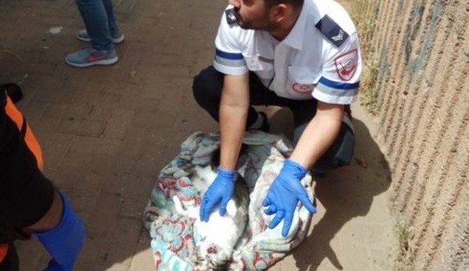 חובש מד"א ביצע החייאה על חתול שנפצע אנוש בשריפת דירה