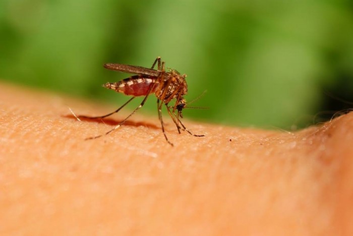 הגשם החריג שירד עלול להביא למכת יתושים באזור