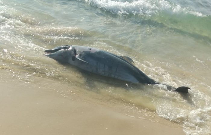 לא תאמינו מה הסיבה בגללה מת הדולפין שנפלט לחוף הים באשדוד